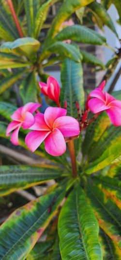 Plumeria Rare Color