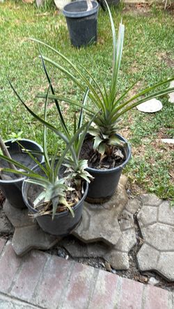 Planta de piña