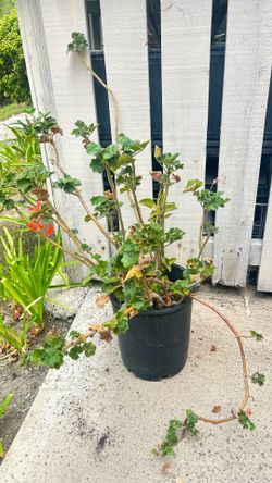 Plants