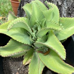 Kalanchoe Plant 