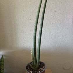 Snake plant Blooming  💐