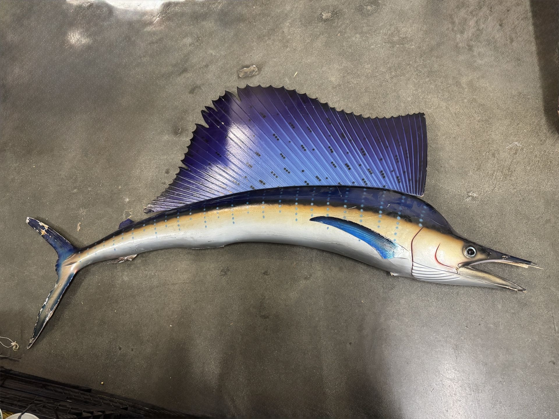 Indo-Pacific sailfish Taxidermy- Read Description
