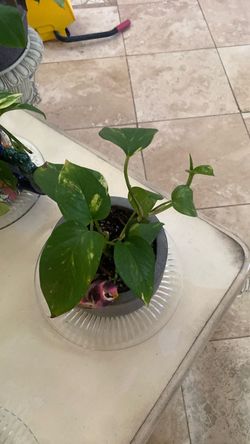 Beautiful photos plant