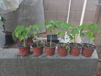Papaya plants 6"