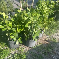 Clusia Plant Bush 7 Gallon 