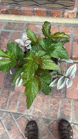 Beautiful plant for sale