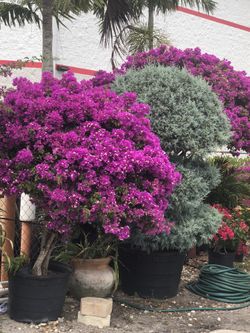Plants Quality