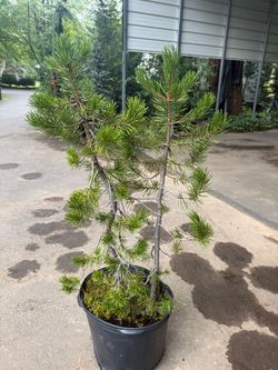 Lovely double-stem contorted Murrayana Pine —