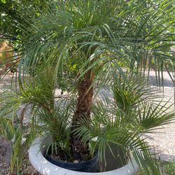 Pigmy Palm