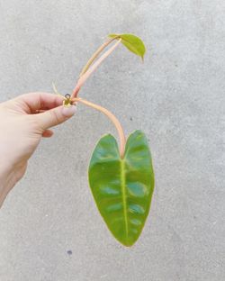 Philodendron Billietiae