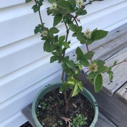 Blackberry Plant Thornless 