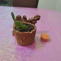 Little Cactus in the Old Camel Clay Pot/ Live Indoor