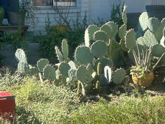Free cactus pads for propagation