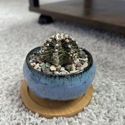 gymnocalycium mihanovichii Trex Cactus