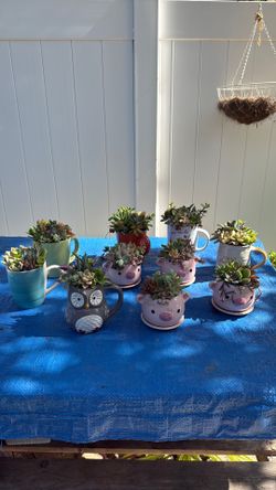 Lovely beautiful Succulents cups