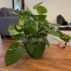 Giant Variegated Hawaiian Pothos 