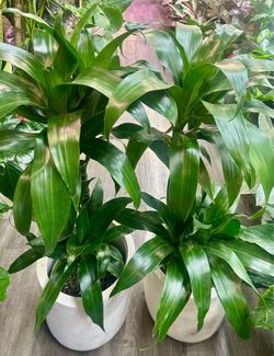 Dracaena Black Beauty Thai Plant cây Thiết mộc lan Thái Lan cây phát tài xanh Thái Lan