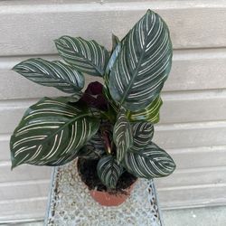 6” Calathea Ornata