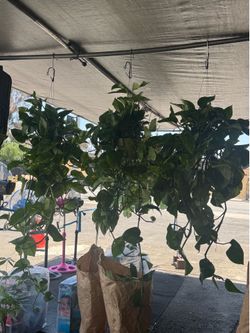 Pothos/ golden Ivy plants $25 each (6”pot)