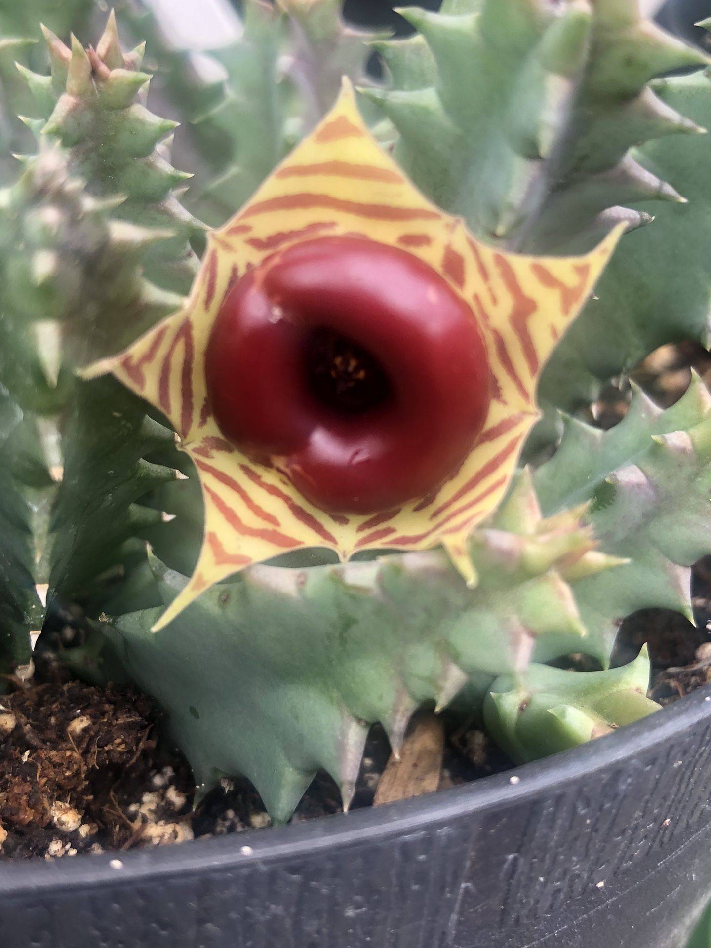 Planta Floriando