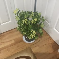 Plant