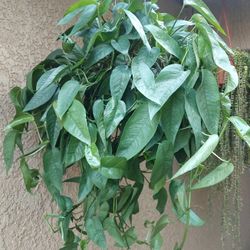 Large Cebu Blue Pothos Plant $35