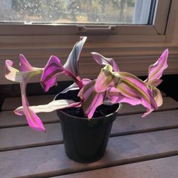 Tradescantia Nanouk (Pink Wandering Jew) – Vibrant & Easy-Care Houseplant