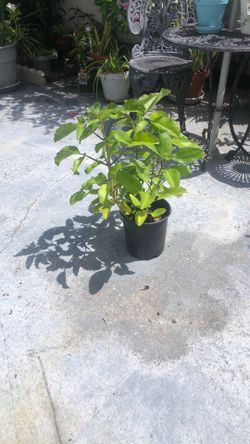 Potted plant life of life