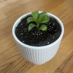 Peperomia obtusifolia plant, also known as the baby rubber plant.