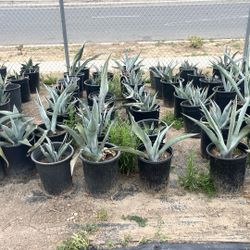 Agave