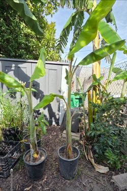 Banana Plants
