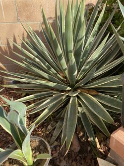 Agave Americano