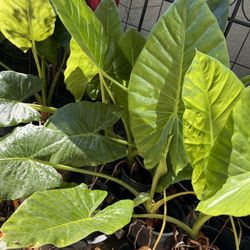 plant De Horejas De Elephants 
