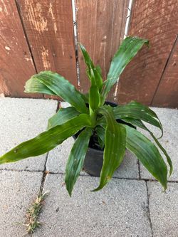 Dracaena fragrans, commonly known as a Corn Plant