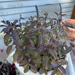 Krishna Tulsi Plant about 10” Tall With Roots. 