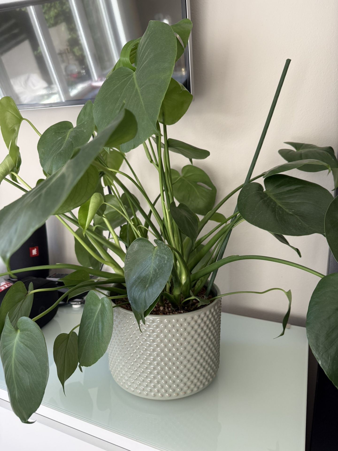 Monstera Plant