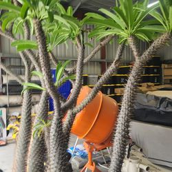 6 Tall madagascar Palms