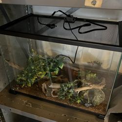 Glass Cage