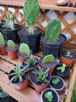 $3 each exotic plants & cactus & succulents