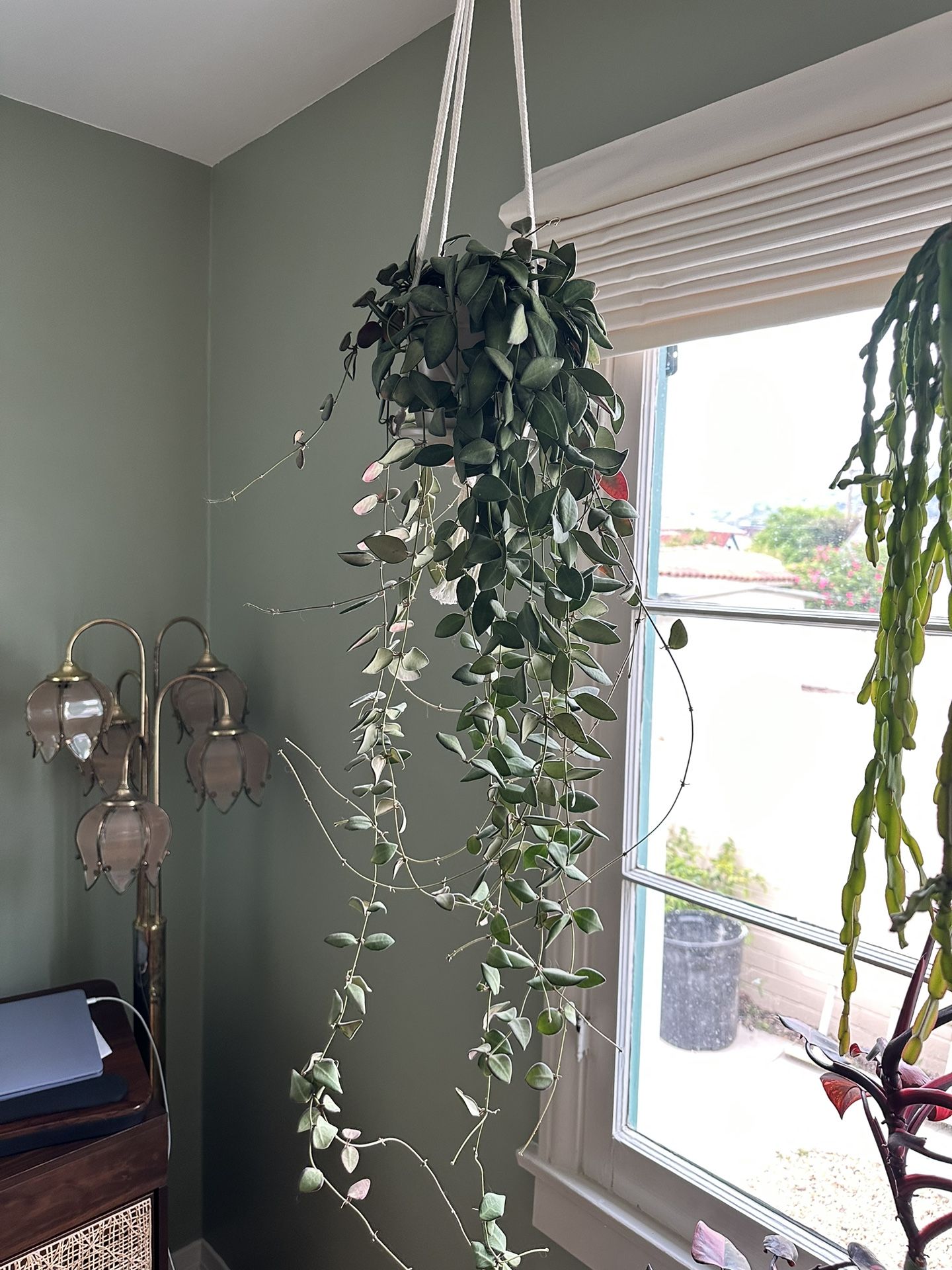 Super Long Hoya Burtoniae Trailing Plant With Peduncles Houseplant