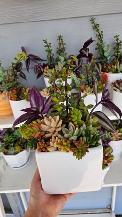 Succulents With Pot perfect for mother's day gift
