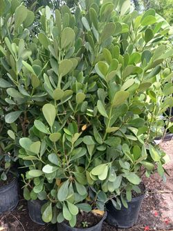 Clusia Overgrown 7gl 4-4.5ft✨️$23.00