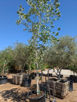 $275 delivered 25gal trees that are pictured each
