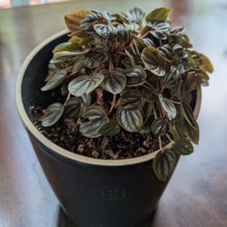 Peperomia