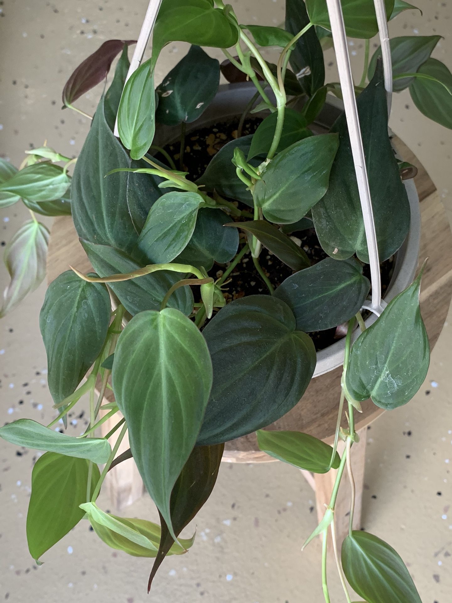 Philodendron Micans ☘️🌷 in 6” Diameter Hanging Planter (Real!)