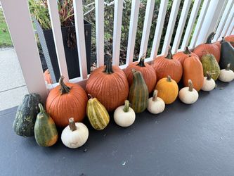 Assorted Pumpkins and Decorative Gourds