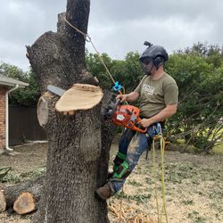 Tree Trimmer Stump Remover