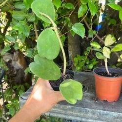 Hoya Kerri