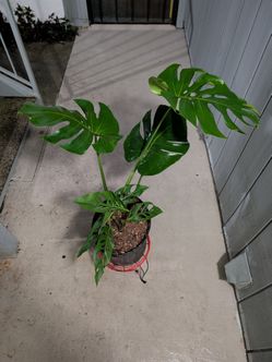 Monstera deliciosa and 2 Monstera esqueleto