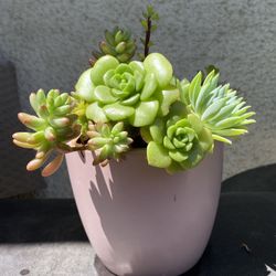 Succulents  In A Pink Pot.